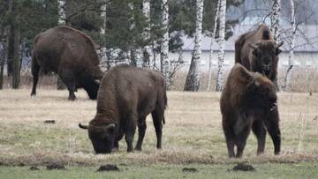 Фото номера Дом с 3 спальнями Дома для отпуска Domek Kutowa г. Kutowa 45