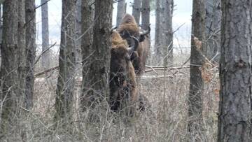 Фото номера Дом с 3 спальнями Дома для отпуска Domek Kutowa г. Kutowa 43