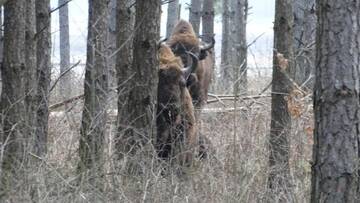 Фото номера Дом с 3 спальнями Дома для отпуска Domek Kutowa г. Kutowa 57